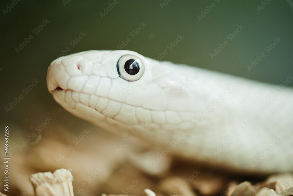 Close-up of head and eye of white rat snake which represents exotic pet and can be used in animal assisted therapy against green background Close-up of head and eye of white rat snake which represents exotic pet and can be used in animal assisted therapy against green background