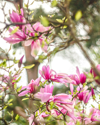 blooming pink purple magnolia tree in the park in spring
