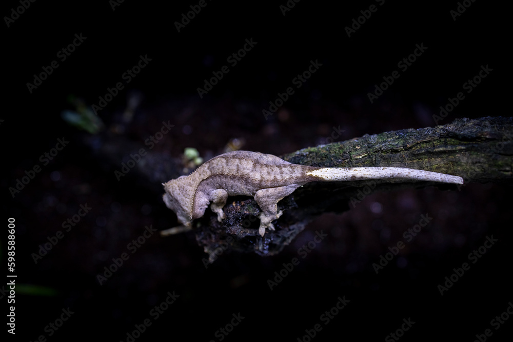 Reptile Crested Gecko in nature with beautiful colors in large terrarium Reptile Crested Gecko in nature with beautiful colors in large terrarium