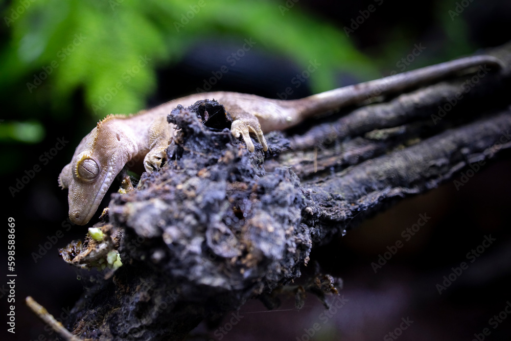 Reptile Crested Gecko in nature with beautiful colors in large terrarium Reptile Crested Gecko in nature with beautiful colors in large terrarium