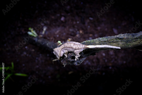 Reptile Crested Gecko in nature with beautiful colors in large terrarium