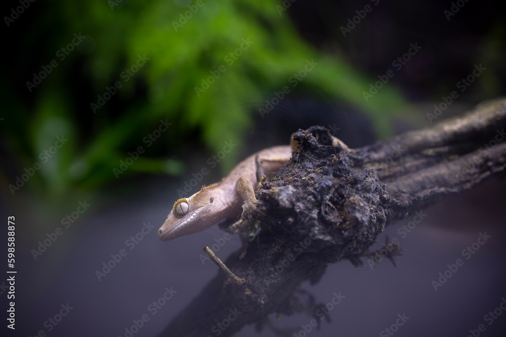 Obraz premium Reptile Crested Gecko in nature with beautiful colors in large terrarium