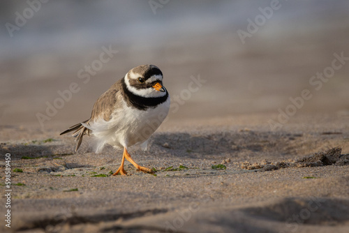 Ringed Plover on beach photo