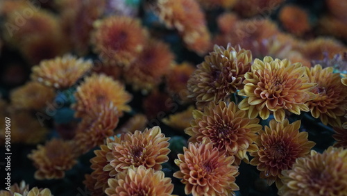 Chrysanthemum Kaleidoscope © fajerinbphoto