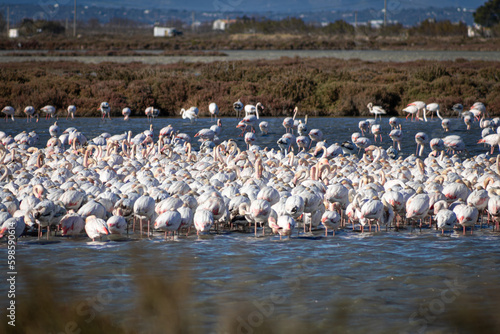Wild Flamingos in Delta Ebro natural park, Tarragona, Catalonia, Spain. Birdwatching..
