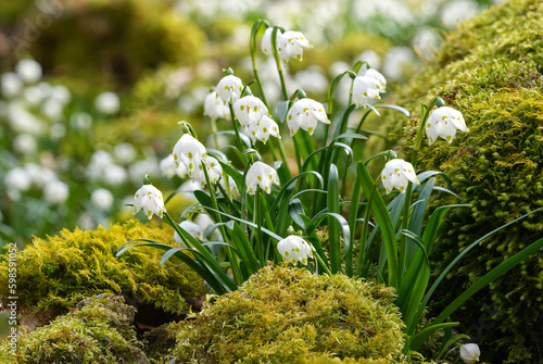 Märzenbecher (Leucojum vernum) Gruppe in Nahaufnahme inmitten von Moos in einem Wald im Frühling