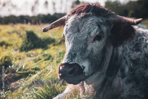 Closeup of English Longhorn cow laying down in a sunny grassy field