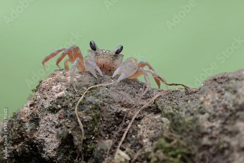A Kuhl's ghost crab is looking for food on a rock overgrown with algae on the beach. This crab has the scientific name Ocypode kuhlii.