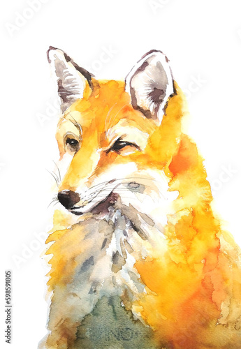 Fox watercolor illustration on white background