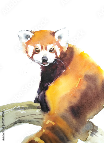 Red panda watercolor illustration on white background
