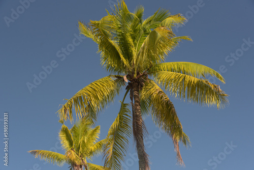 Tropical natural palm trees with coconuts and blue sky background. Looking up palm tree with green branches and coconuts against in sunshine in Mexico.
