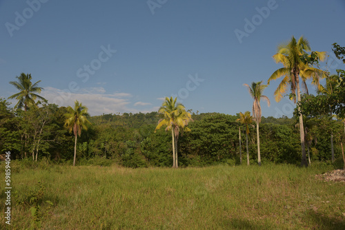 Tropical palm trees with coconuts and blue sky background. Natural landscape in Thailand, Philippines, Bali.
