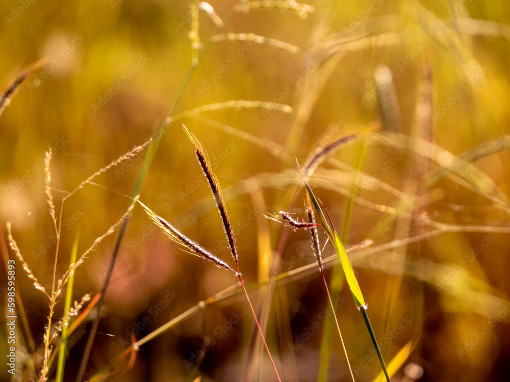 Fototapeta premium Grass flowers in the field and warm red light in the morning