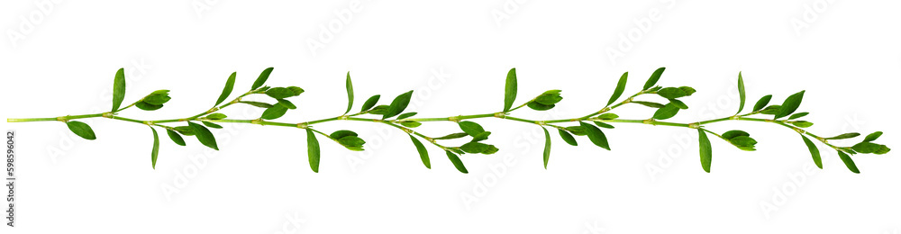 Floral garland with twigs of green grass with small leaves isolated on white or transparent background Floral garland with twigs of green grass with small leaves isolated on white or transparent background