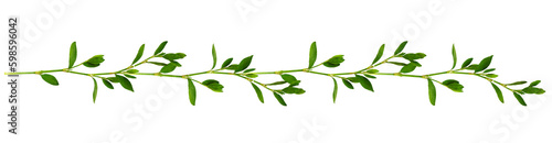 Floral garland with twigs of green grass with small leaves isolated on white or transparent background