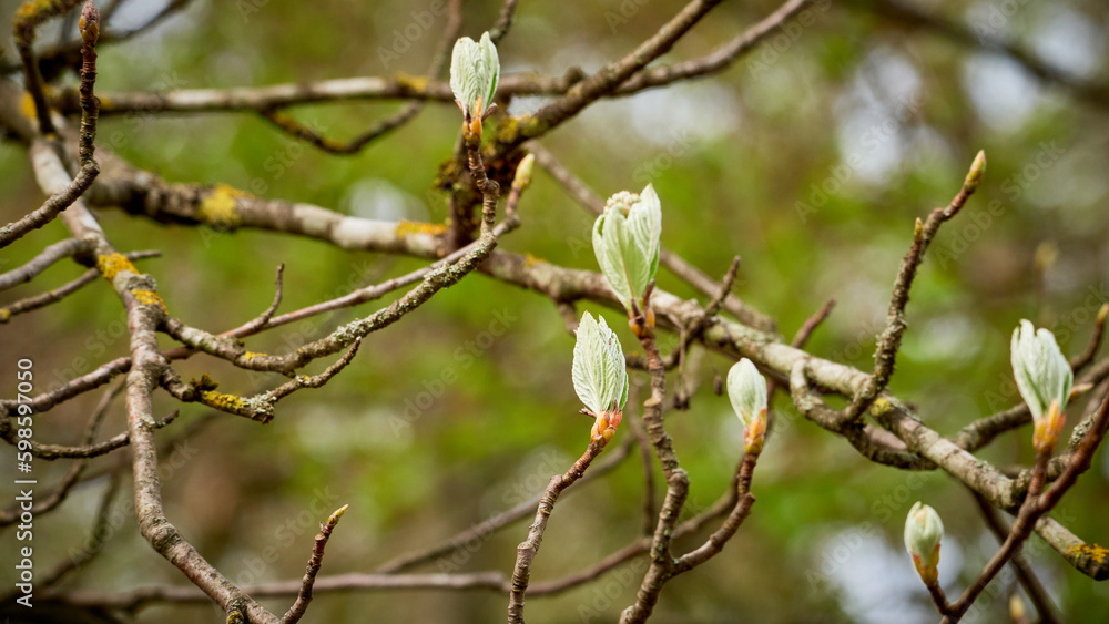 Blooming buds on the branches of a tree. Spring leaves on the tree. Blooming buds on the branches of a tree. Spring leaves on the tree.