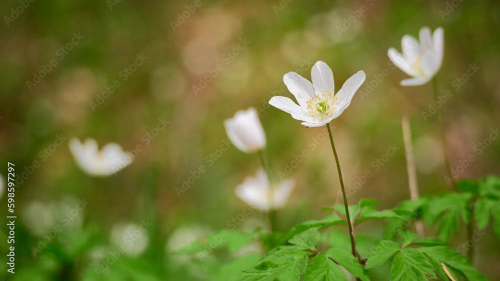 White spring anemone flowers in a field White spring anemone flowers in a field