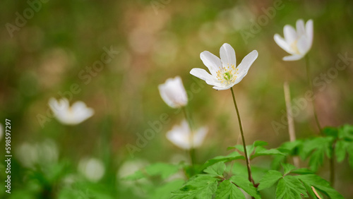 White spring anemone flowers in a field