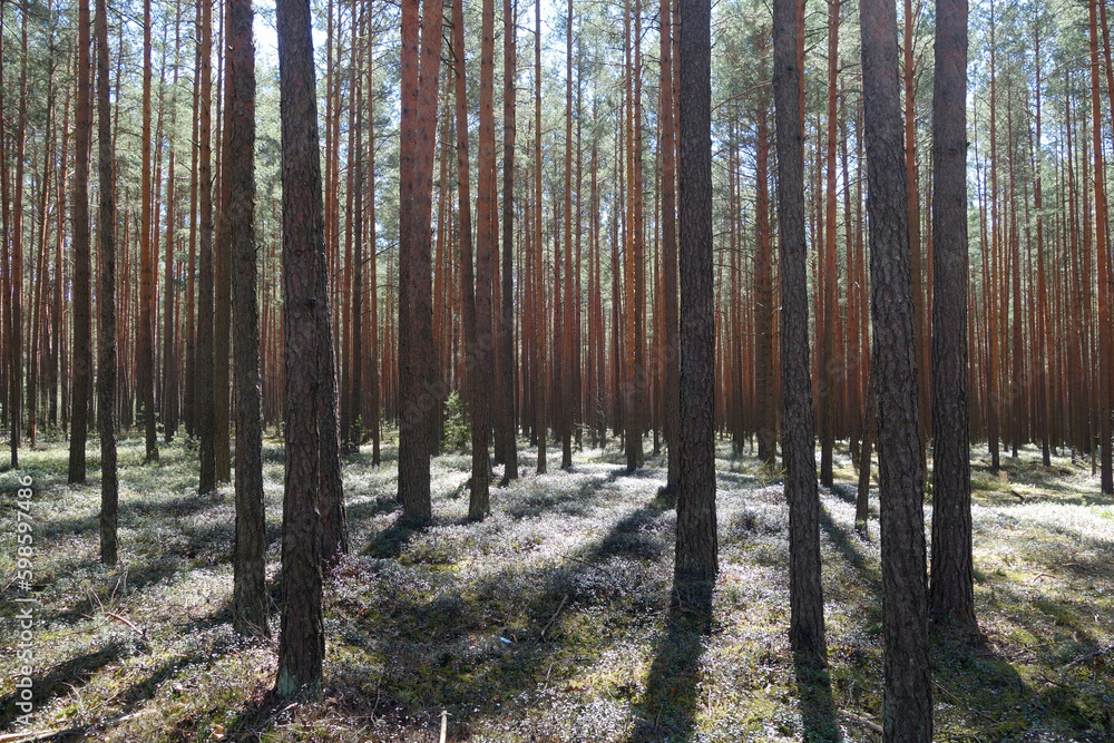 Naklejka premium Pine wood and sunshine.