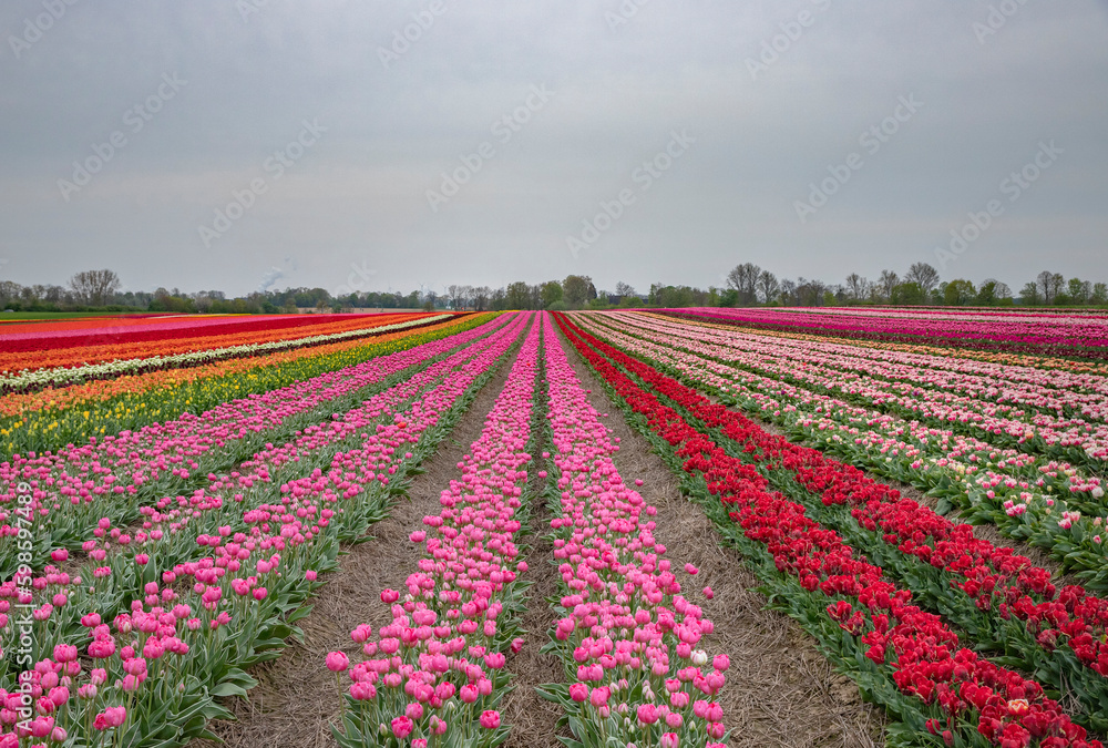 Bright colored tulip field in the city of Grevenbroich germany