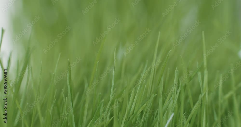 Closeup shot of green grass swaying in the wind on Football or Soccer lawn Closeup shot of green grass swaying in the wind on Football or Soccer lawn