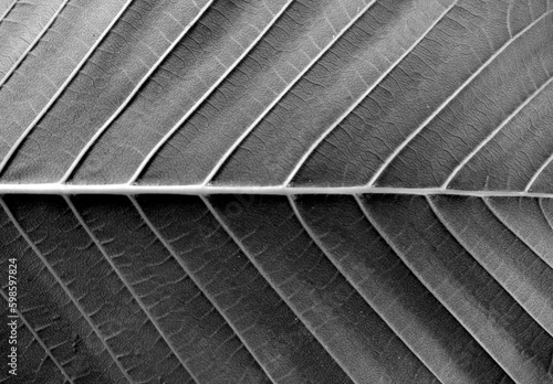 Natural leaf texture in black and white