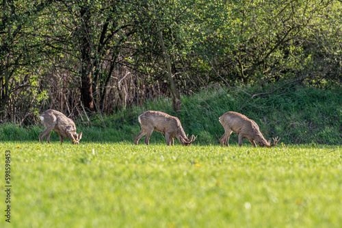 Fototapeta Naklejka Na Ścianę i Meble -  samce sarny pasące się na łące