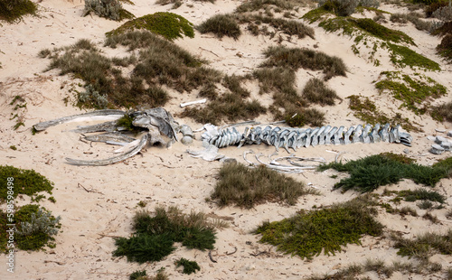 Humpback whale skeleton, Seal Bay Conservation Park, Kangaroo Island, South Australia © Luis