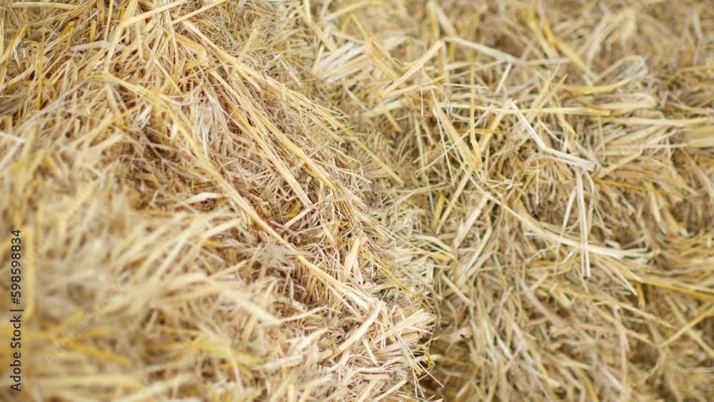 Dry hay in stacks for animal feed Generative AI Dry hay in stacks for animal feed Generative AI