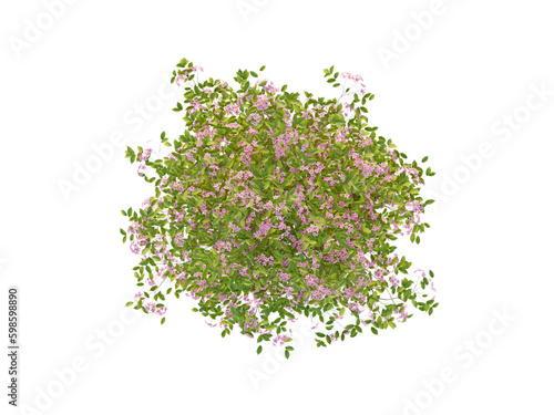Spiraea with Red-Purple Blossom Top View Bush