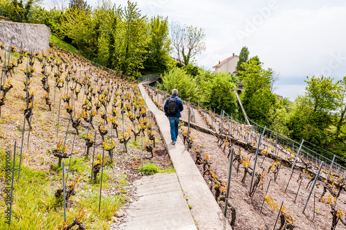 Lavaux, Lutry, Genfersee, Weinberge, Dorf, See, Seeufer, Wanderweg, Wanderer, Weinberg-Terrassen, Weinbauer, Frühling, Waadt, Schweiz photo