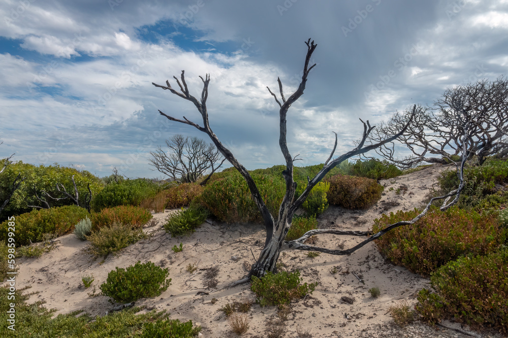 Mesmerizing coastal flora gorwing on pink sand dunes near remarkable rocks, Flinders Chase National Park, Kangaroo Island, South Australia Mesmerizing coastal flora gorwing on pink sand dunes near remarkable rocks, Flinders Chase National Park, Kangaroo Island, South Australia