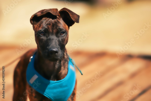 Obraz na plátně Puppy brindle in head portraits with turquoise harness..