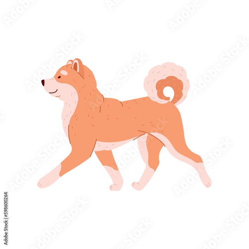 Walking funny Shiba inu dog cartoon character  flat vector illustration isolated.