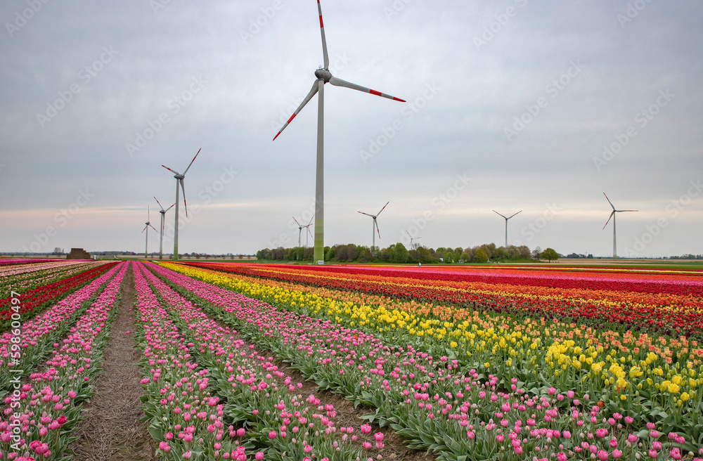 Bright colored tulip field in the city of Grevenbroich Germany Bright colored tulip field in the city of Grevenbroich Germany