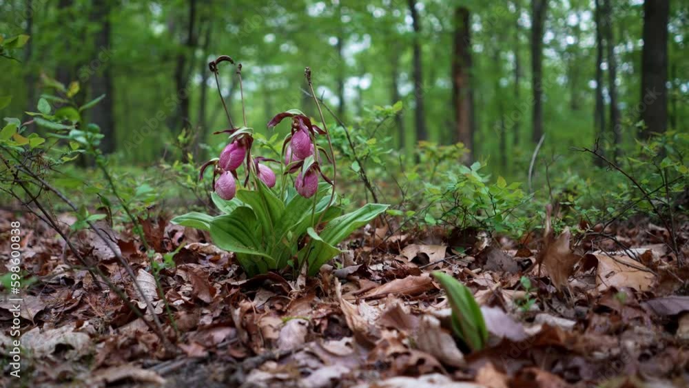 Pink Lady Slipper Cypripedium acaule, Orchids growing in a forest in Berkeley Springs, West Virginia. Generative AI Pink Lady Slipper Cypripedium acaule, Orchids growing in a forest in Berkeley Springs, West Virginia. Generative AI