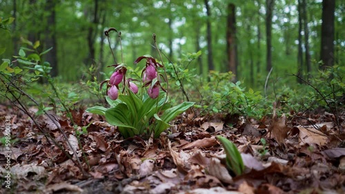 Pink Lady Slipper Cypripedium acaule, Orchids growing in a forest in Berkeley Springs, West Virginia. Generative AI photo