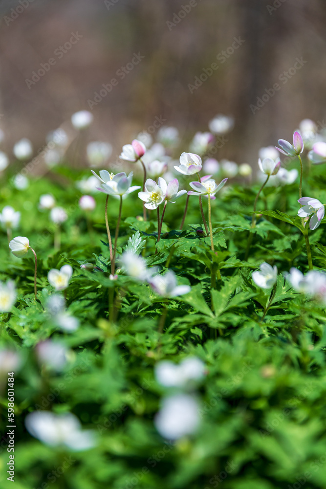 春の妖精：ニリンソウ　撮影地：岐阜県高山市奥飛騨温泉郷