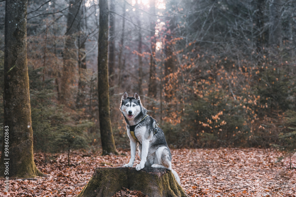 Obraz premium Dog enjoying the forest