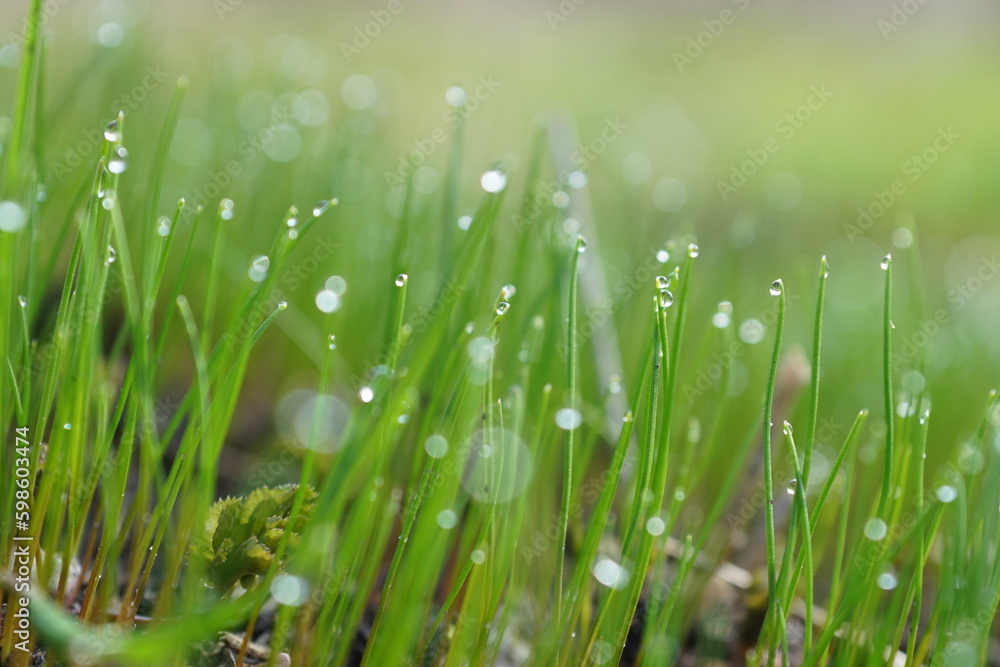 Obraz premium grass with dew