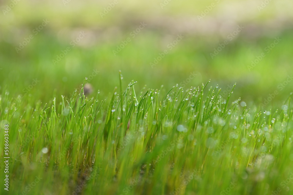green grass with water drops green grass with water drops
