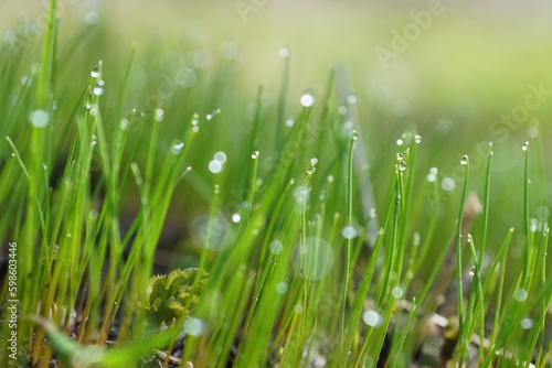 green grass with dew