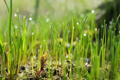 green grass with water drops