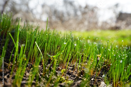 green grass with dew drops