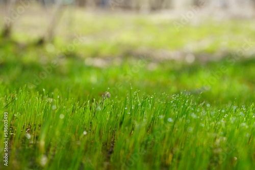 green grass background