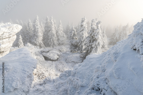 Wintermood sunrise in a mountains with frozen stones and spruce trees with inversion in Jeseniky mountains Czech Republic