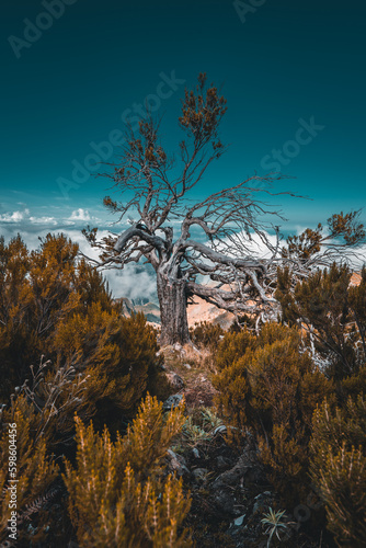 Landscape with trees (Pico Ruivo, Madeira)