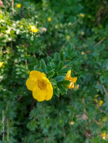 yellow flowers in the garden