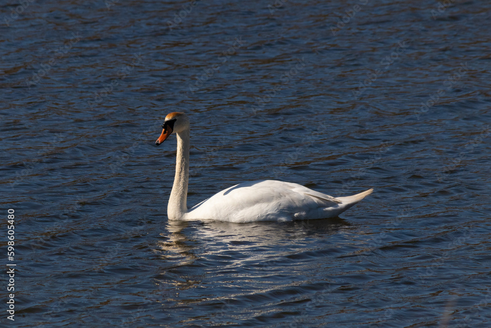 This beautiful swan is calmly swimming across this calm pond. The very long neck is reach out with her eyes looking around for food. The pretty orange beak is ready to scoop up whatever comes. This beautiful swan is calmly swimming across this calm pond. The very long neck is reach out with her eyes looking around for food. The pretty orange beak is ready to scoop up whatever comes.