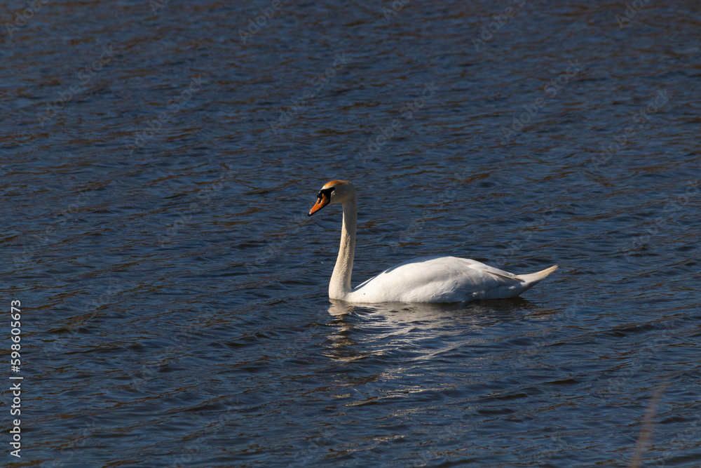 This beautiful swan is calmly swimming across this calm pond. The very long neck is reach out with her eyes looking around for food. The pretty orange beak is ready to scoop up whatever comes.